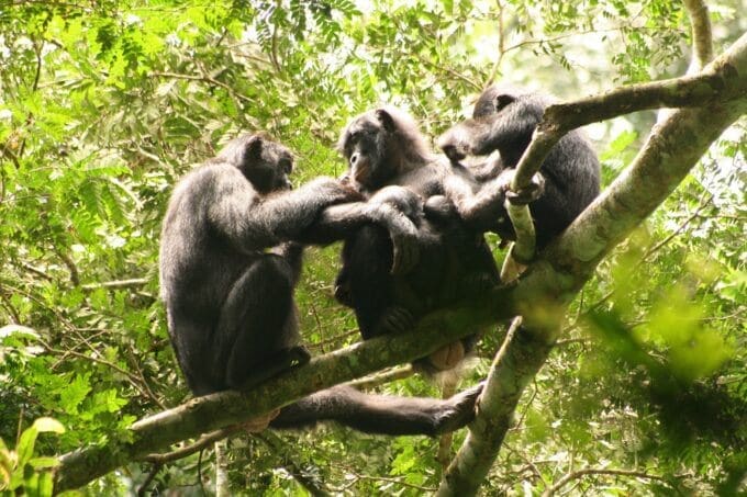 auf-geht’s-bonobos-im-jahr-2024!