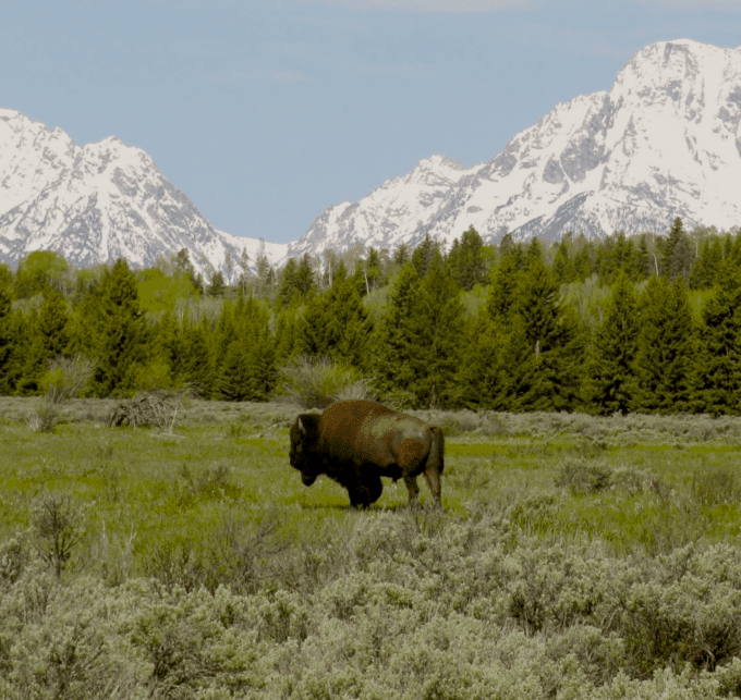 rette-wilde-bisons