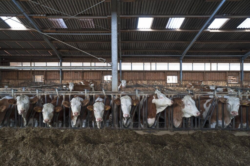 mass-animal-husbandry-in-the-middle-of-the-desert:-mega-cow-barns-in-saudi-arabia