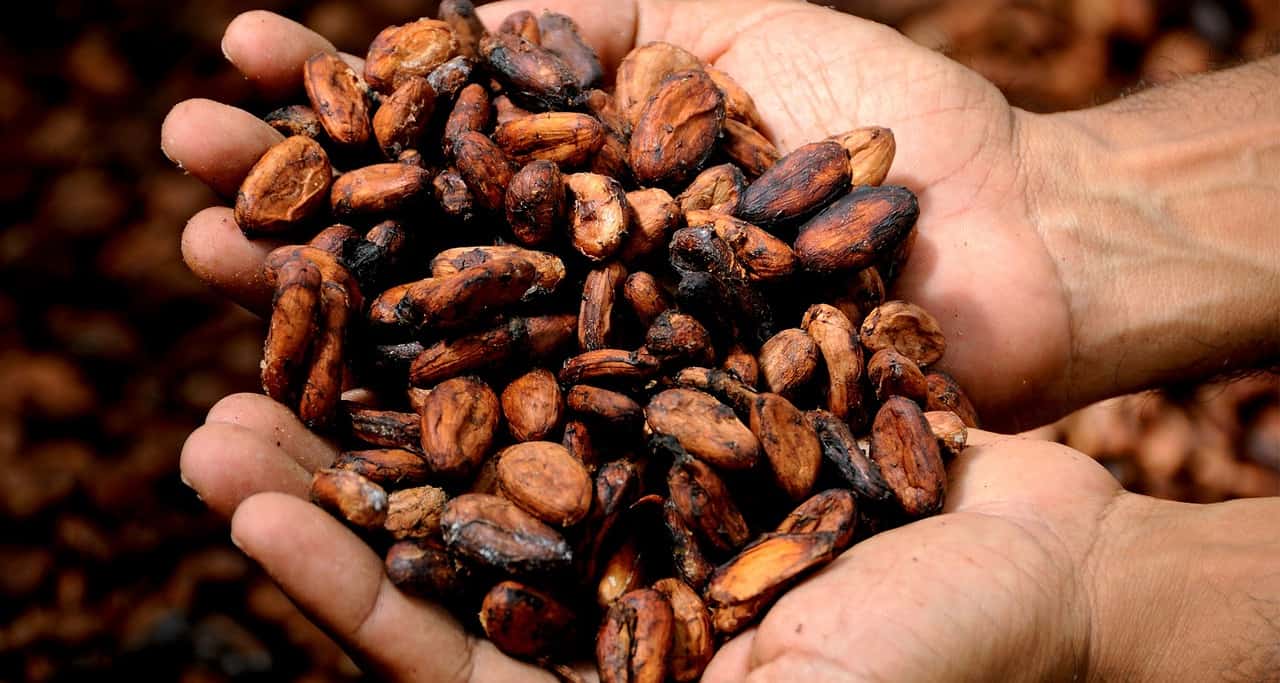 kakaopreise-erreichen-aufgrund-von-wetterproblemen-rekordhoehen