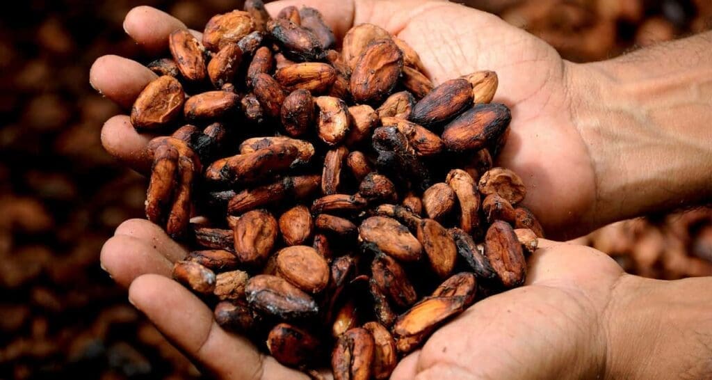kakaopreise-erreichen-rekordhoehen-aufgrund-von-wetterproblemen