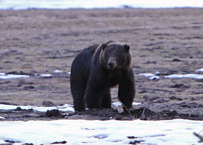 grizzlybaeren-immer-noch-in-ihrer-eigenen-endzone-gefangen