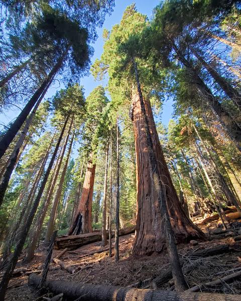schutz-der-wildnis-in-den-sequoia-und-kings-canyon-nationalparks